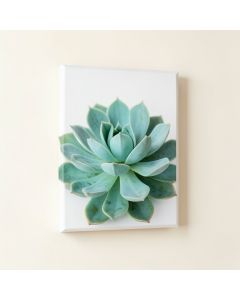Turquoise Succulent - Wrapped Canvas Photograph Print (synthetic illustration; no displayed measurements)