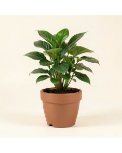 Live Plant In Pot (synthetic illustration; no displayed measurements)