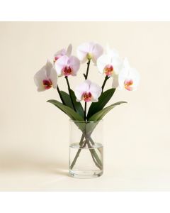 Faux Phalaenopsis Orchid Floral Arrangement In Acrylic Glass Vase (synthetic illustration; no displayed measurements)
