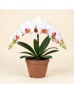 Phaleanopsis Orchids Floral Arrangement In Pot (synthetic illustration; no displayed measurements)