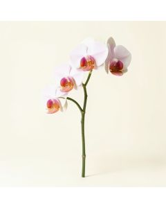 Artificial Orchid Stem (synthetic illustration; no displayed measurements)