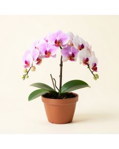 Phalaenopsis Orchid Floral Arrangement In Pot (synthetic illustration; no displayed measurements)