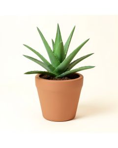Aloe Plant In Clay Floor Planter (synthetic illustration; no displayed measurements)