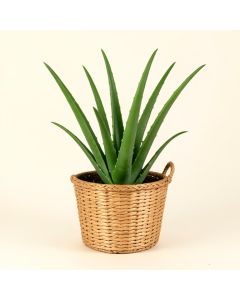 Live Aloe Vera Plant , Woven Banana Leaf Basket (synthetic illustration; no displayed measurements)
