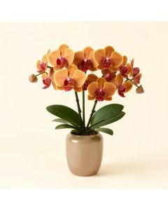 Autumn Artificial Phalaenopsis Orchids Floral Arrangement In Vase (synthetic illustration; no displayed measurements)