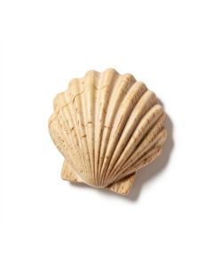 Scallop Shell Wall Décor (synthetic illustration; no displayed measurements)