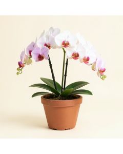 Phalaenopsis Artificial Orchids Floral Arrangement In Planter (synthetic illustration; no displayed measurements)