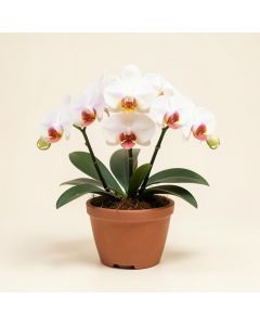 Phalaenopsis Orchid Flower Arrangements In Planter (synthetic illustration; no displayed measurements)
