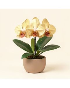 Gold Vanda Orchids With Tropical Leaf In Disk Vase (synthetic illustration; no displayed measurements)