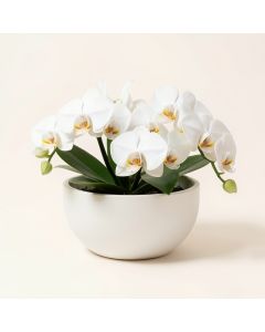 White Orchids On Monique Fiberglass Bowl (synthetic illustration; no displayed measurements)