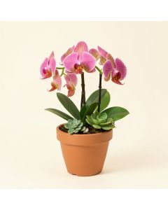 Cymbidium Orchid And Artificial Succulents Floral Arrangement In Pot (synthetic illustration; no displayed measurements)