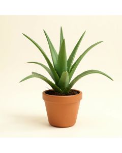 11 '' Live Aloe Plant (synthetic illustration; no displayed measurements)