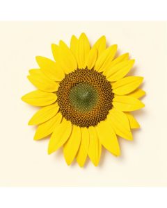 Sunflower Seeds Vintage Advertisement (synthetic illustration; no displayed measurements)