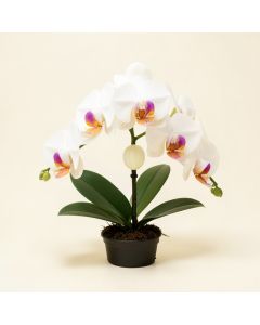 Phalaenopsis Artificial Orchid Floral Arrangement (synthetic illustration; no displayed measurements)