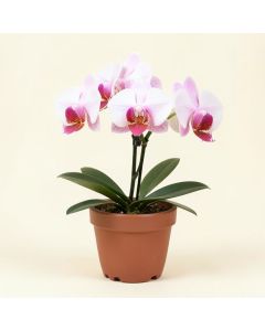 Mini Phalaenopsis Orchid Flowers In Pot (synthetic illustration; no displayed measurements)
