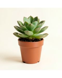 9 '' Live Succulent Plant In Pot (synthetic illustration; no displayed measurements)