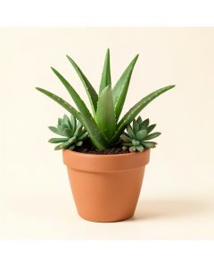 Aloe And Succulents Desktop Foliage Plant In Pot (synthetic illustration; no displayed measurements)