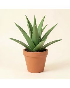 Aloe Vera Desktop Succulent Plant (synthetic illustration; no displayed measurements)