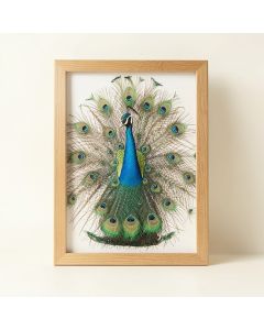 Avesbury Peacock Peafowl Check Framed Art (synthetic illustration; no displayed measurements)
