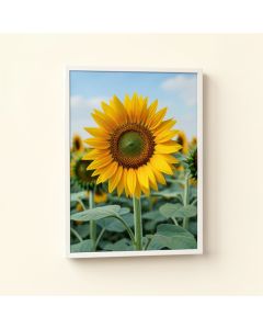 Sunflowers Photographic Print (synthetic illustration; no displayed measurements)