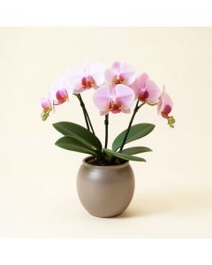 Artificial Phalaenopsis Orchids Floral Arrangement In Vase (synthetic illustration; no displayed measurements)