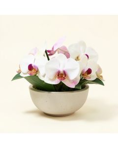 Orchids Floral Arrangement In Ceramic Dish (synthetic illustration; no displayed measurements)