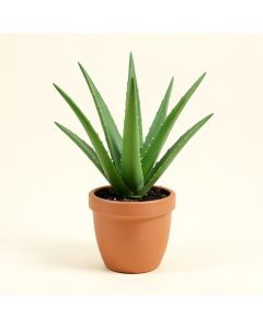 Aloe Plant In Planter (synthetic illustration; no displayed measurements)