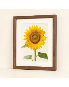Sunflower In A Drop Framed Photographic Print (synthetic illustration; no displayed measurements)