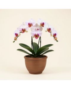 Phalaenopsis Artificial Orchids Floral Arrangement In Urn (synthetic illustration; no displayed measurements)