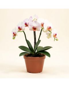 Phalaenopsis Orchids Floral Arrangement In Pot (synthetic illustration; no displayed measurements)