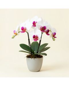 Phalaenopsis Orchid Floral Arrangement In Vase (synthetic illustration; no displayed measurements)