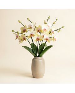 Cymbidium Floral Arrangement In Vase (synthetic illustration; no displayed measurements)