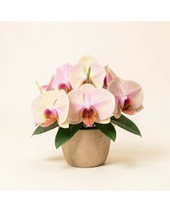 Artificial Mini Orchid Floral Arrangements (synthetic illustration; no displayed measurements)
