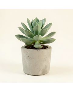 Flourite Succulent Plant In Concrete Pot (synthetic illustration; no displayed measurements)