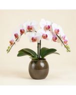 Double Phalaenopsis Harvest Orchids Floral Arrangement In Vase (synthetic illustration; no displayed measurements)