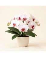Phalaenopsis Silk Orchid Floral Arrangement (synthetic illustration; no displayed measurements)