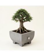 Concrete Bonsai Garden Fountain With Light (synthetic illustration; no displayed measurements)
