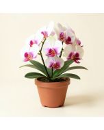 Silk Phalaenopsis Orchids Floral Arrangement In Pot (synthetic illustration; no displayed measurements)
