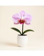 Artificial Silk Phalaenopsis Orchid Flower With White Vase (synthetic illustration; no displayed measurements)
