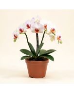 Phalaenopsis Orchids Floral Arrangement In Pot (synthetic illustration; no displayed measurements)
